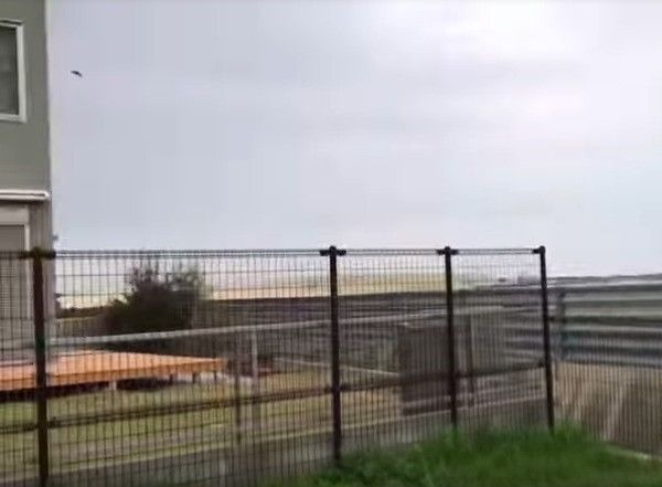 柴犬