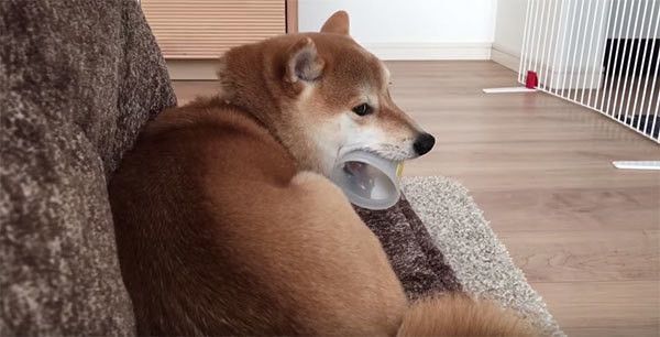 カップをくわえる柴犬