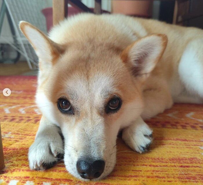 可愛いポーズでまったりする咲季ちゃん