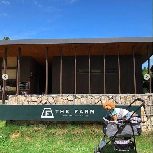 the farm