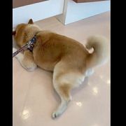 Ulorkk971 Akcm Ulorkk971 Akcm