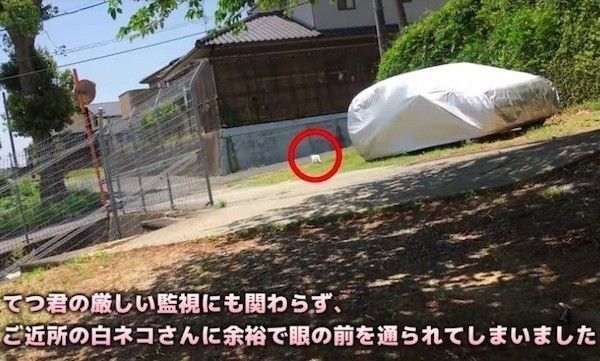 柴犬