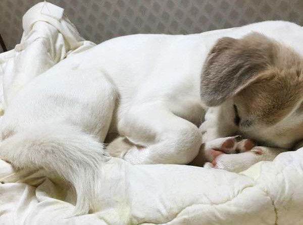 眠る犬
