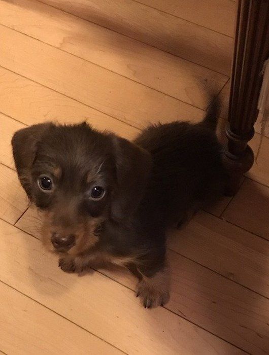 しっぽフリフリ