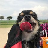 犬も過呼吸になる 呼吸が荒いときの対応 いぬのきもちweb Magazine 犬も過呼吸になる 呼吸が荒いときの対応 いぬのきもちweb Magazine