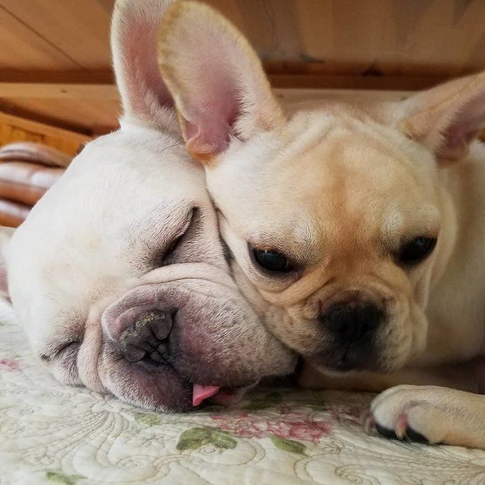 顔を枕にする犬