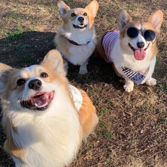 ウェルシュ・コーギー・ペンブロークのにこちゃんたち