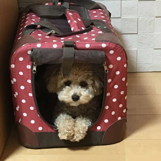 プードル