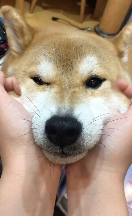 顔をむにゅむにゅされて気持ちよさそうなラテくん