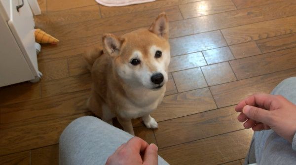 見つめる柴犬