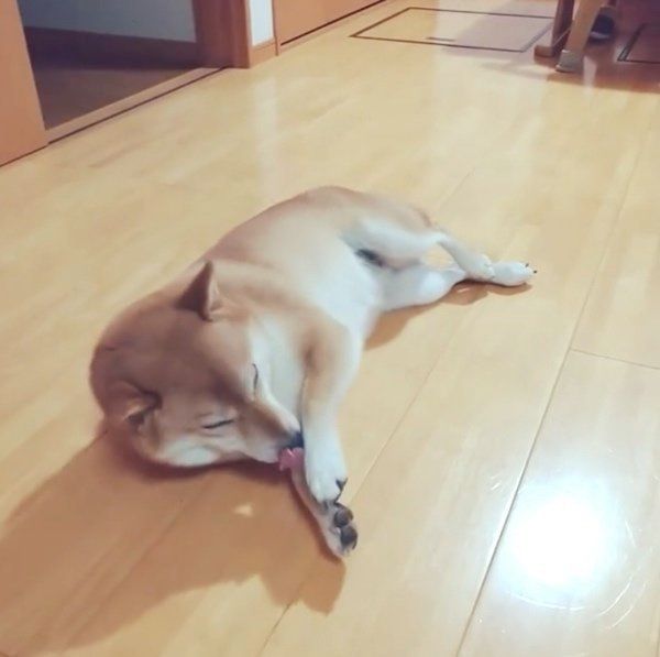 猫のようなしぐさをする柴犬