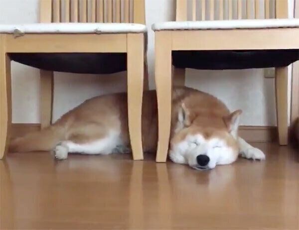 眠るロペさん