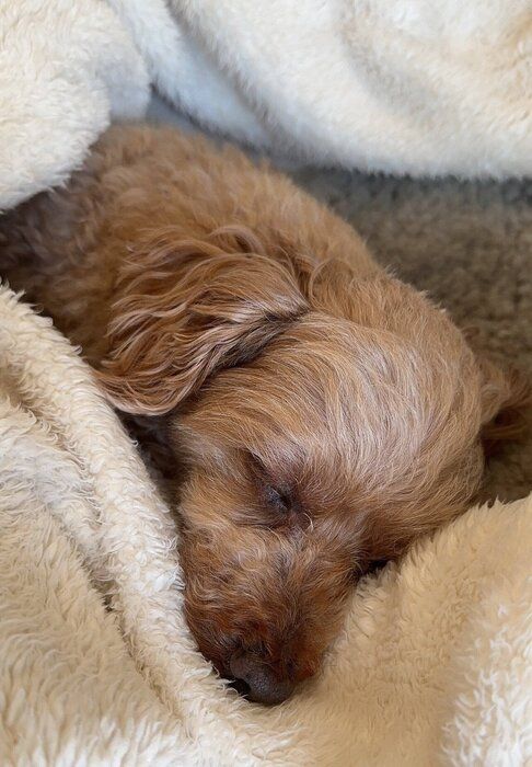 穏やかな表情で眠るゆずくん　見ているだけで癒やされる