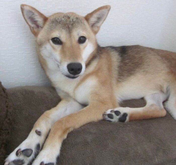 お迎えして半年くらいのもなかちゃん