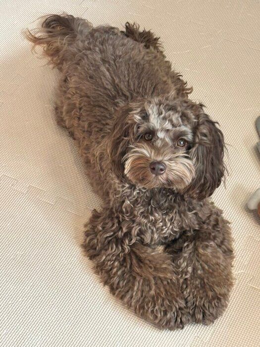 こちらを見ている犬