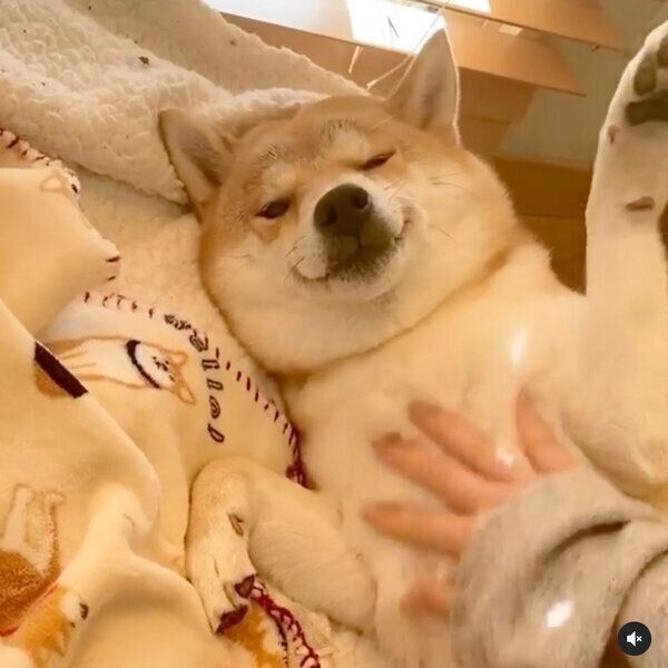 お腹を撫でてもらって嬉しそうなユクちゃん