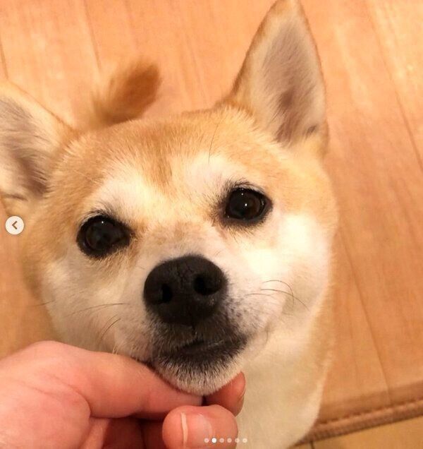 見つめるきなこちゃん
