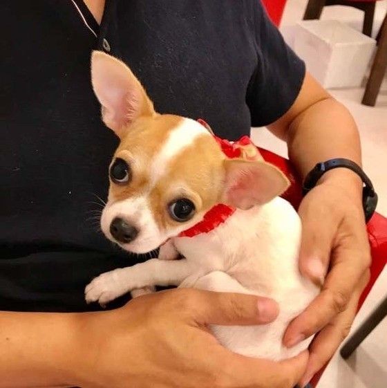 怖がるチワワ