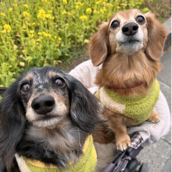 菜の花と仲良しの2ワン