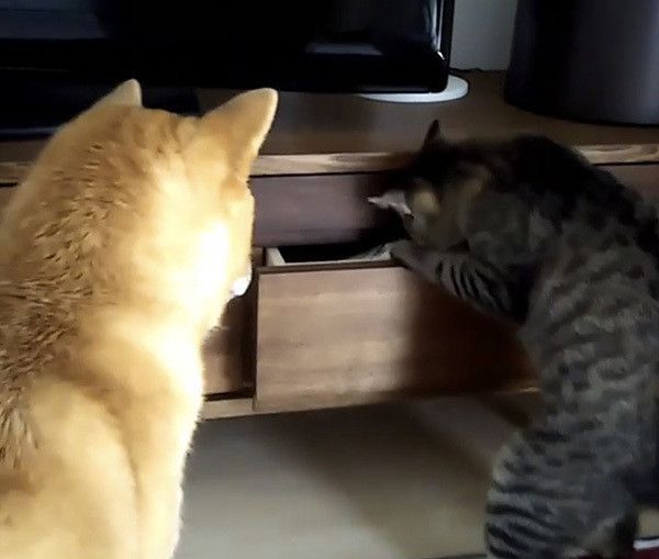 柴犬と猫