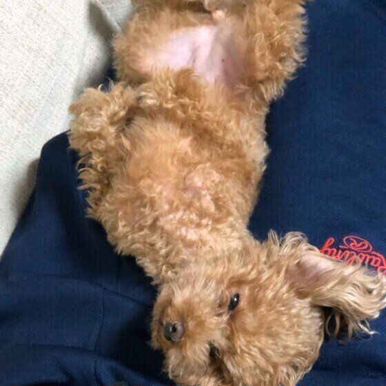 トイプー SUNNY パパの足の上でヘソ天