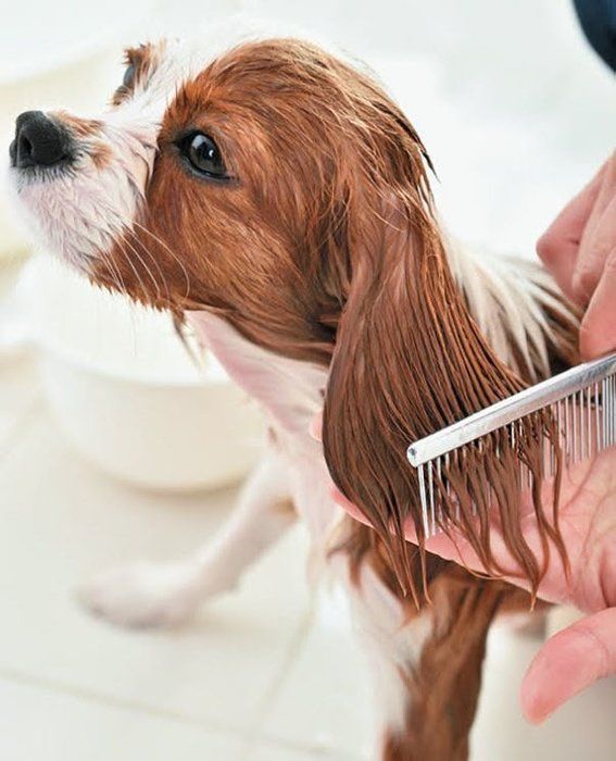 犬のリンス