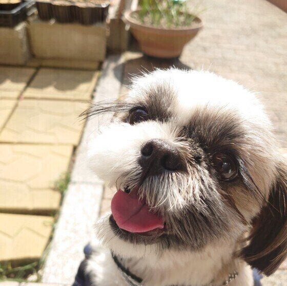 老犬が障害物にぶつかるようになったときのケア いぬのきもち