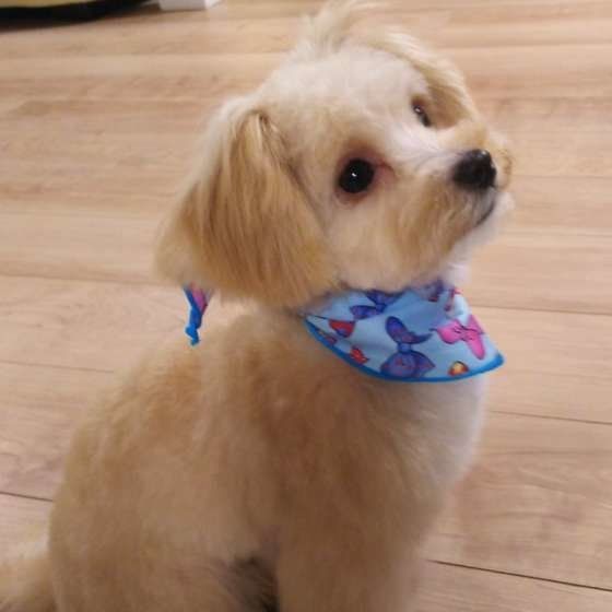 見上げる犬