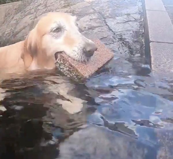 川で潜る犬