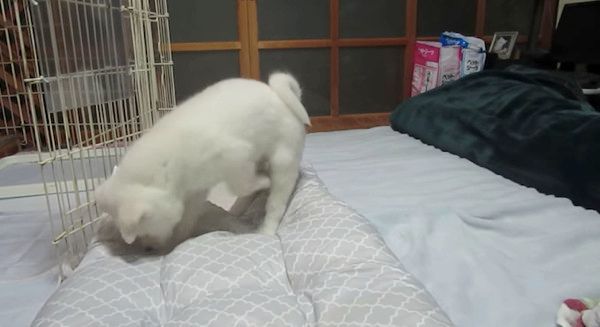 遊ぶ秋田犬