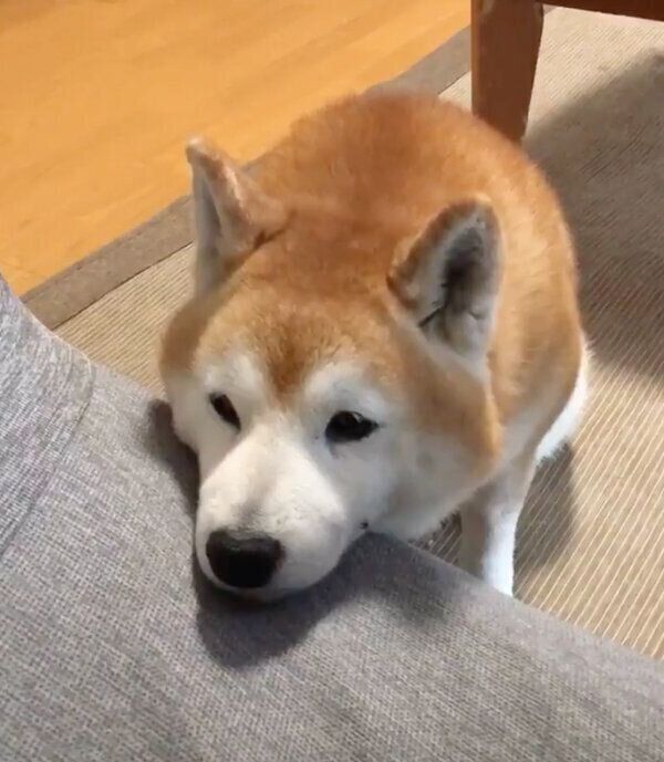 アゴ乗せするロペさん