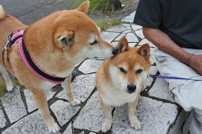 ヤマトくんお耳かゆいの?