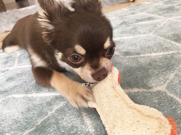 歯磨きをする犬