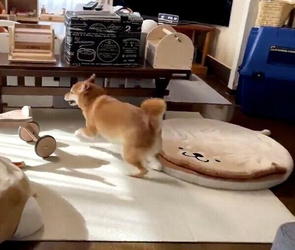 突然の来客に喜びが爆発するりんご郎くん