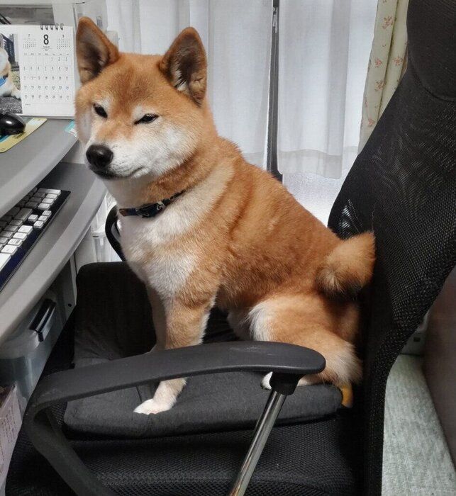 飼い主さんの椅子に座るふうたくん