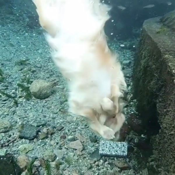 川で潜る犬