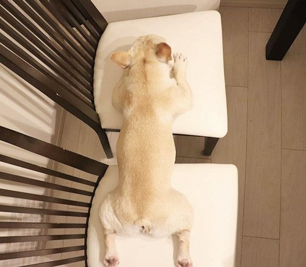 眠るフレンチ・ブルドッグ