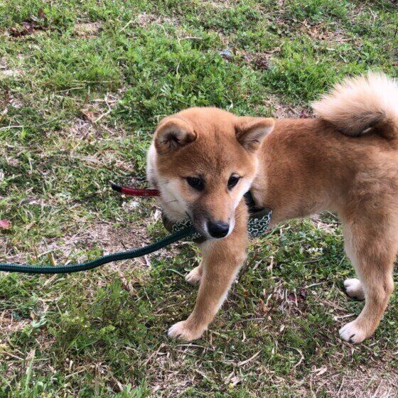 散歩する柴犬