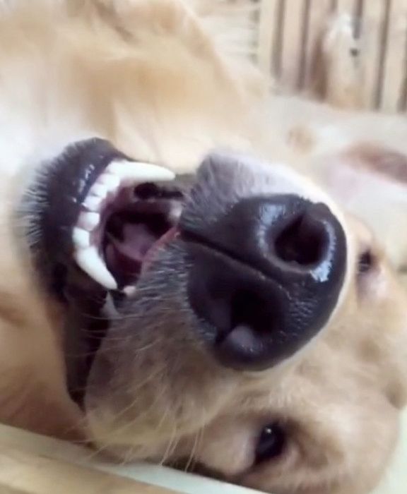 無防備な姿で寝る犬