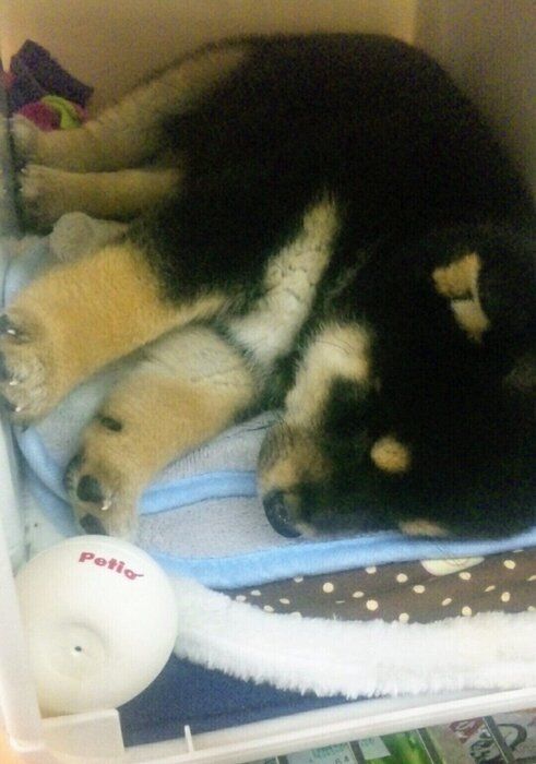 飼い主さん宅に来た日の星丸くん