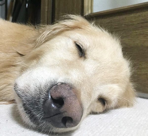 眠る華丸くん