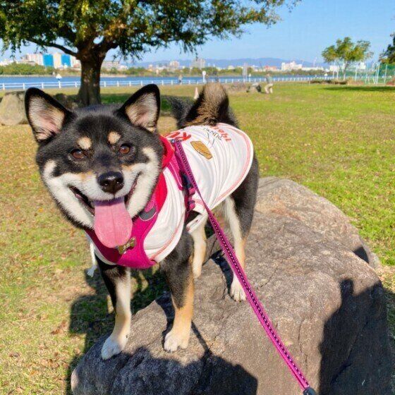 柴犬のラガーちゃん