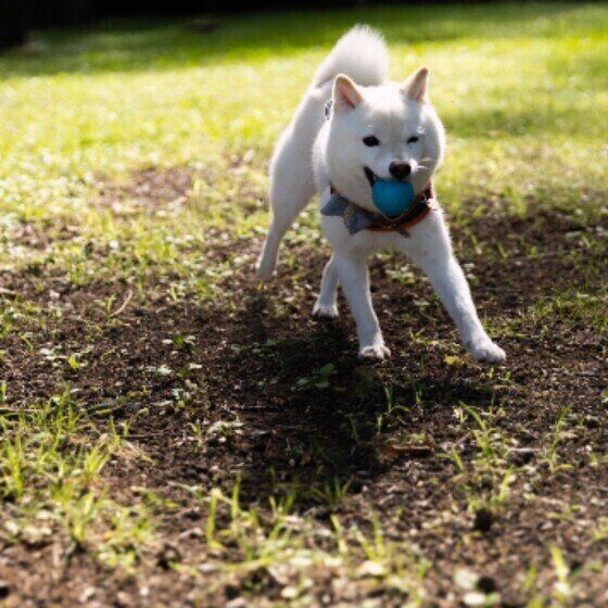 白柴 は珍しい毛色だった 柴の特徴や歴史をご紹介 いぬのきもちweb Magazine