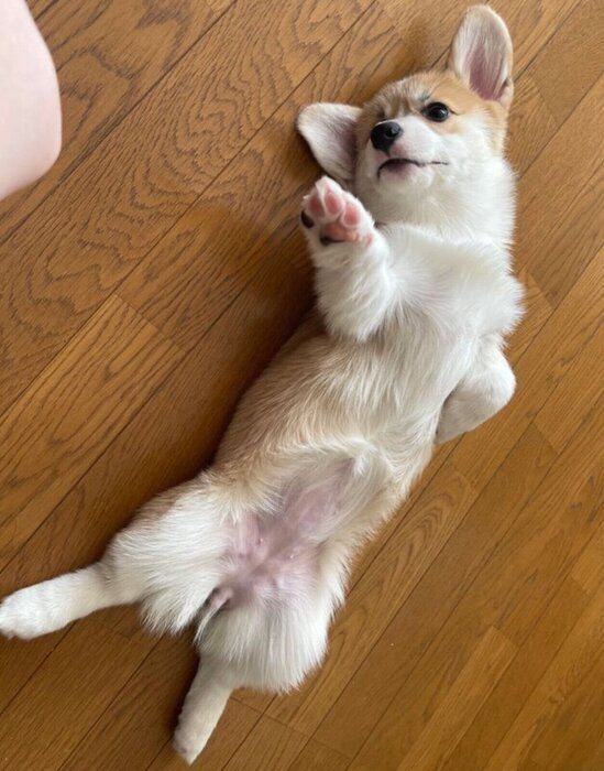ヘソ天する子犬の月ちゃん