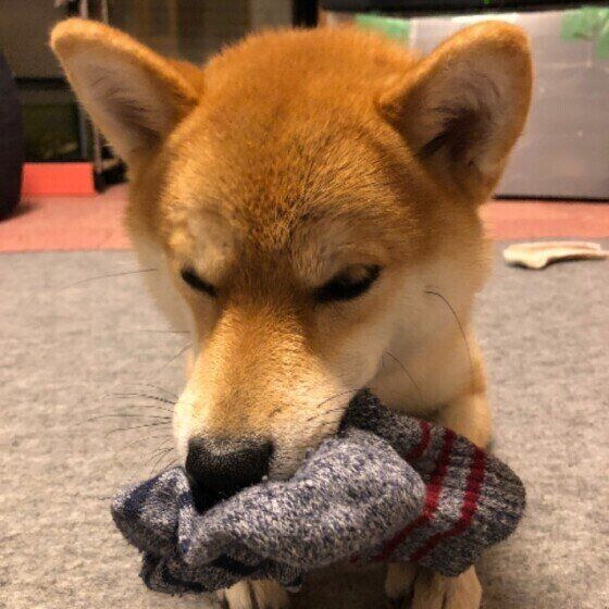 靴下で遊ぶ柴犬