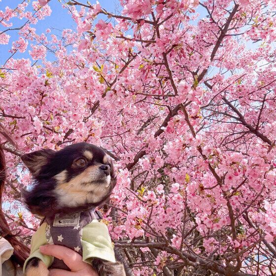 チワワと河津桜