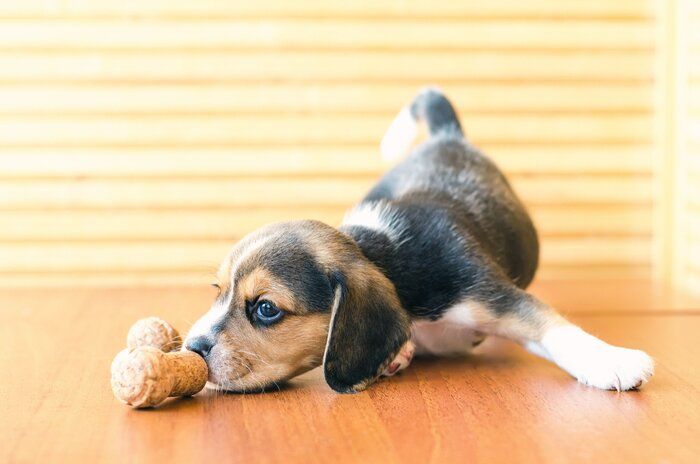 木の実に鼻をつける犬
