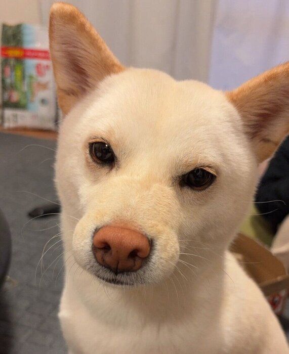 2才になったなこちゃん