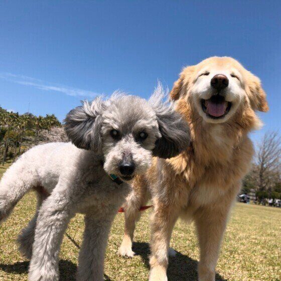#スマイルドッグ トイ・プードルのcourageくん