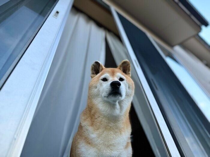 マロたんページ！ 柴犬マロたんに関する記事一覧｜いぬのきもちWEB MAGAZINE